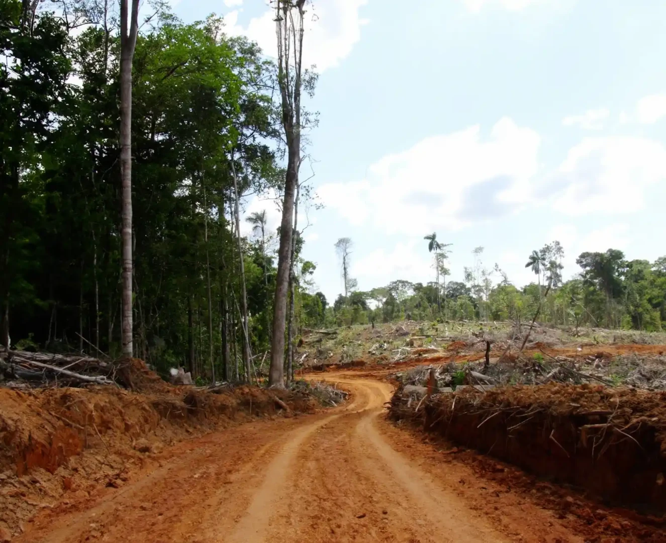 20 % de la deforestación en Loreto estaría vinculada a la siembra de coca para narcotráfico