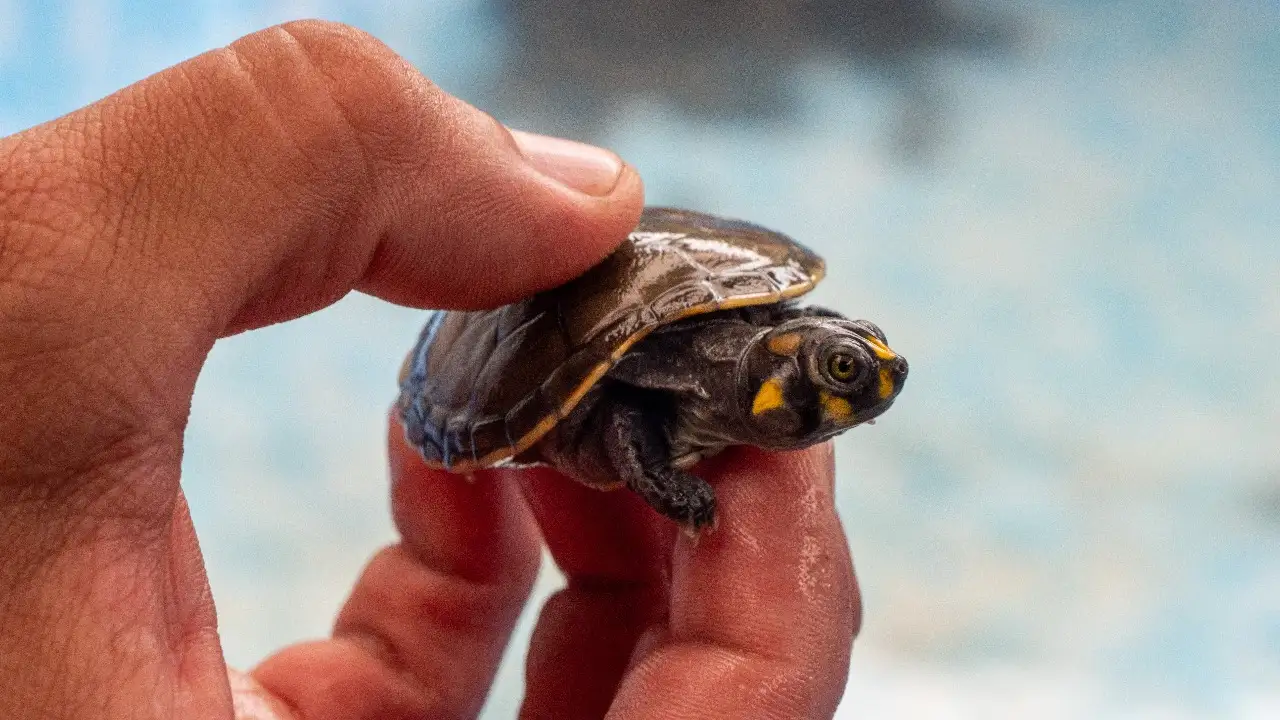 El origen de las tortugas charapa no pudo ser demostrado. Los animales fueron entregados en calidad de custodia temporal a un centro de cría autorizado en Lima (foto: Serfor).