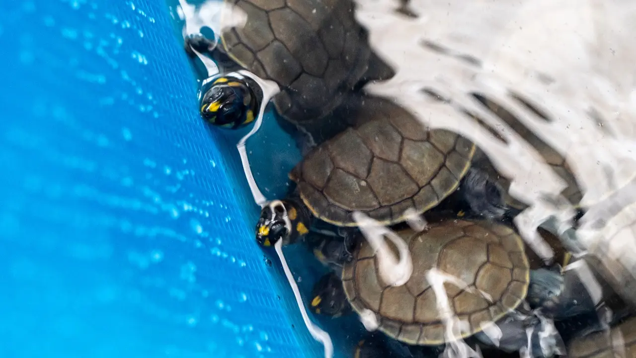 En el embarque se encontraron especies de tortugas que no correspondían a las autorizadas para exportar (foto: Serfor).