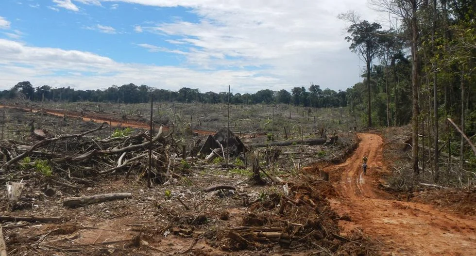Congresista Edgard Reymundo denuncia en su proyecto de ley que modificatoria de la Ley Forestal debilita la protección de los bosques, ignora los derechos de los pueblos indígenas y legaliza la deforestación, poniendo en serio riesgo a los defensores ambientales. (Foto: Gestión).