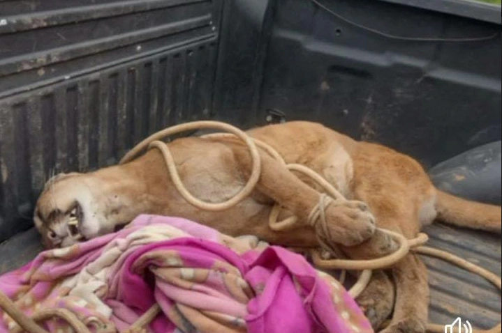 Madre de Dios: Puma muere de asfixia tras mala práctica hecha tras su captura 