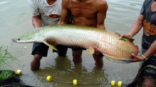 El pez de la Amazonía paiche ayuda a combatir la desnutrición y la anemia. (Foto: Programa de Desarrollo Productivo Agrario Rural)