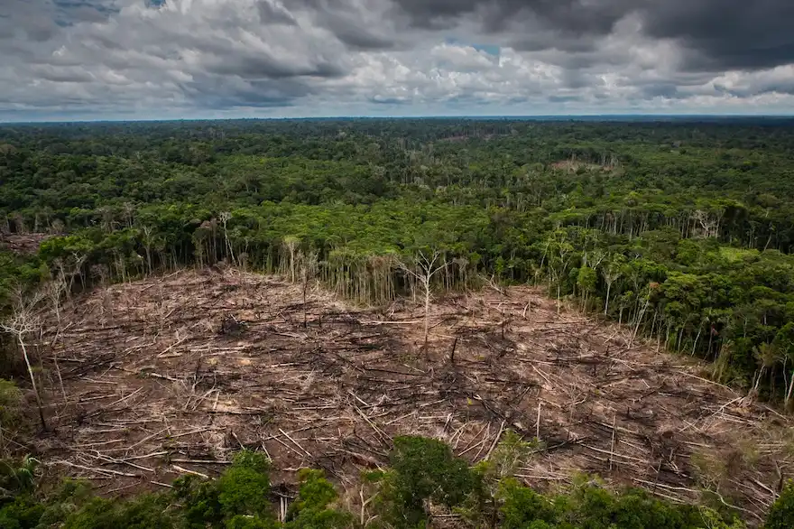 Informe revela deforestación ilegal en la Amazonía peruana