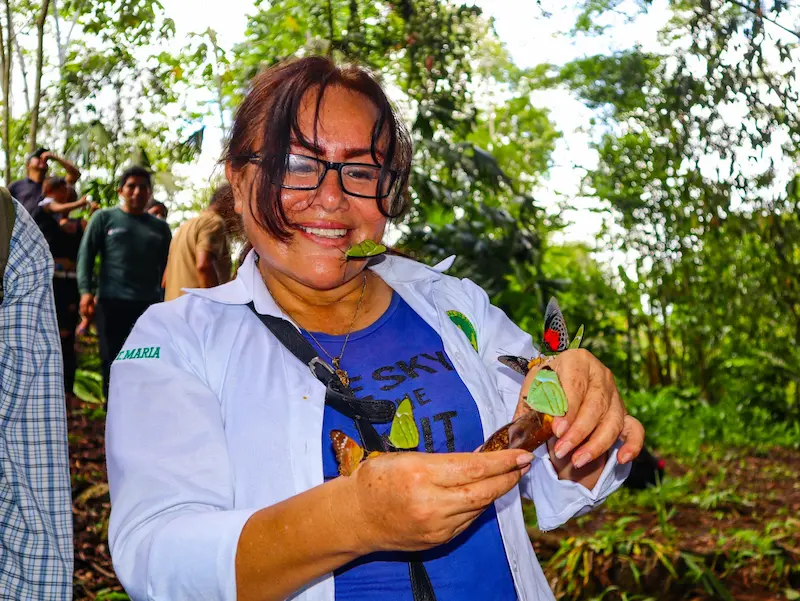 En el distrito de Mariano Dámasso Beraún, región Huánuco, las familias se dedican al cuidado de las mariposas, razón por la que deben preservar los árboles. (Foto: Inforegión). 