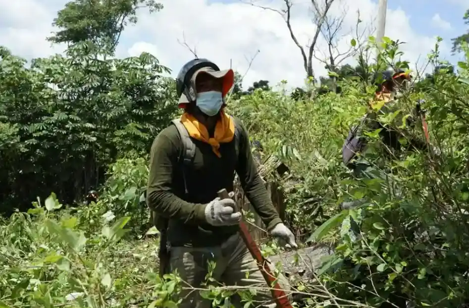 Erradican más de 1600 hectáreas de cultivos ilegales de hoja de coca 