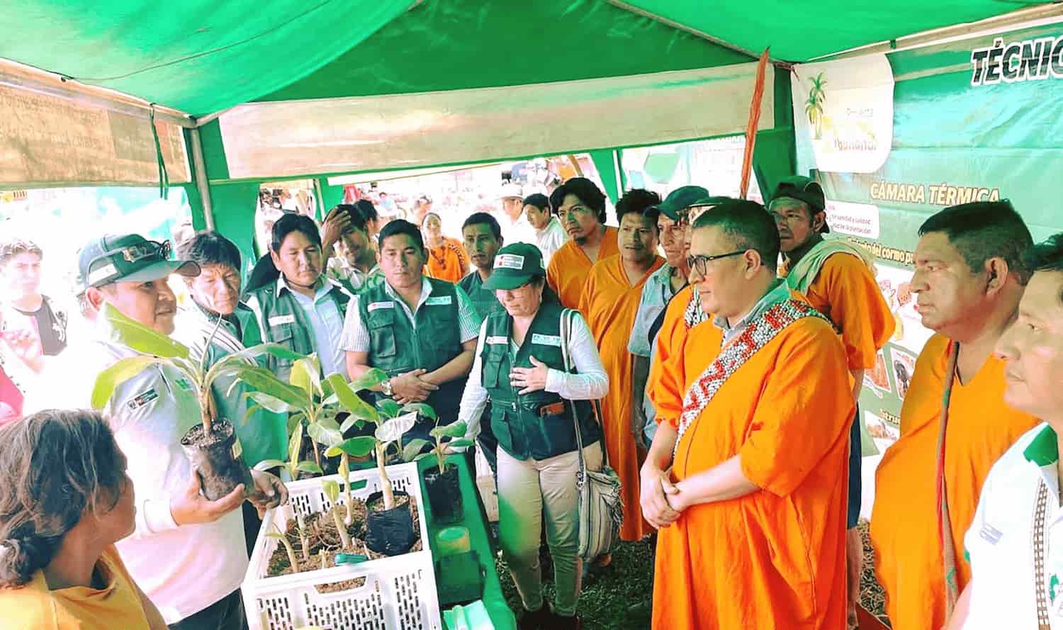 Distribuyen más de 14 mil plantones de bambú en distritos del Vraem