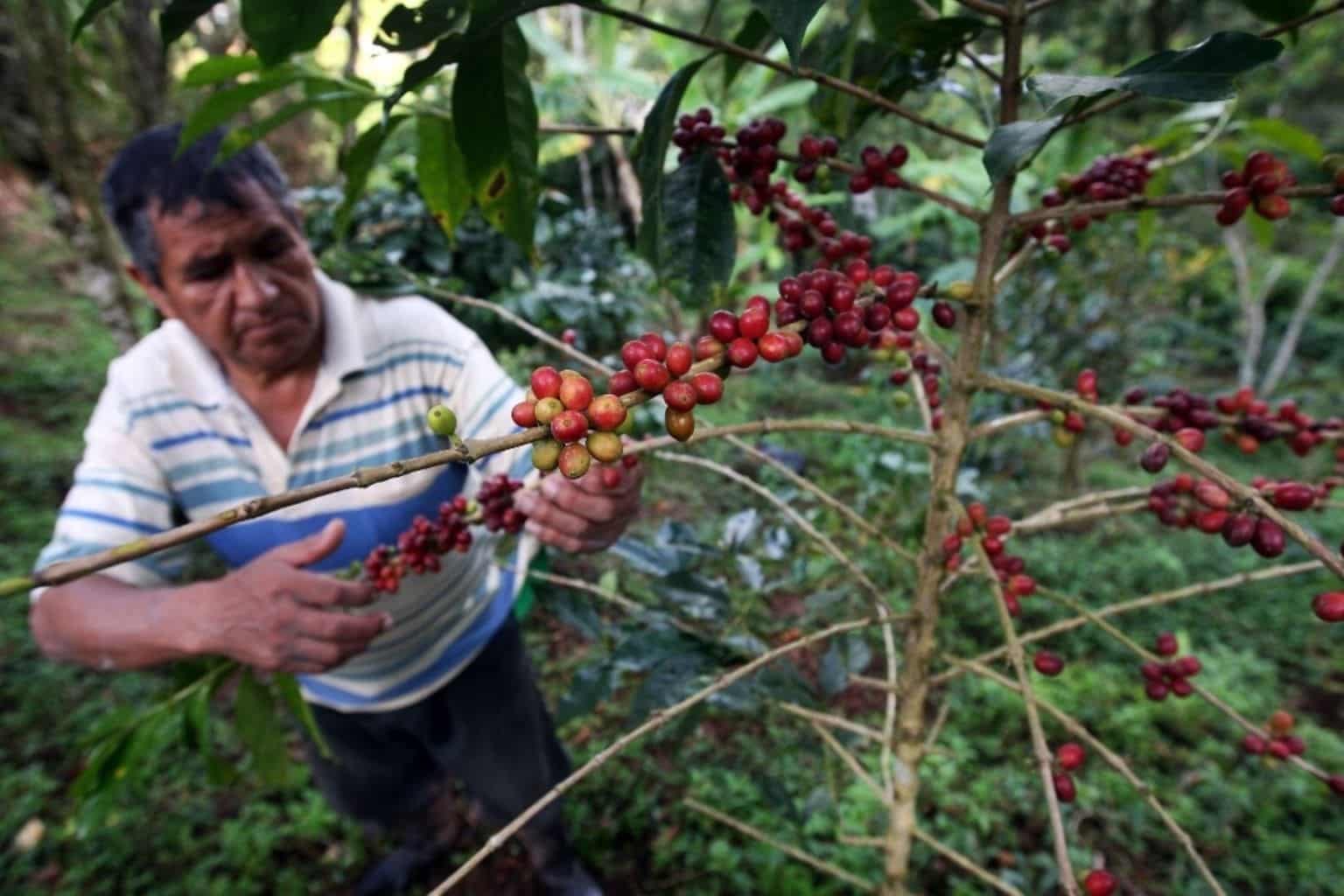 Café y cacao en incertidumbre: ¿Qué salidas tienen los productores ante las medidas contra la deforestación?